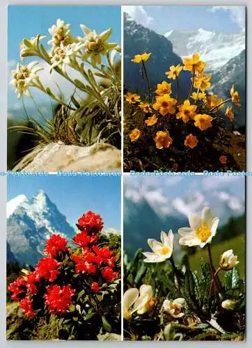 D307597 Edelweiß Rostblättrig Alpenrose Gelb Anemone Bergaven Multi View