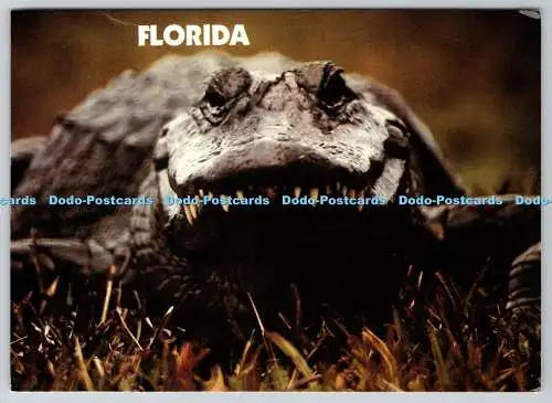 D304350 Waiting for you in Florida Alligator Gulfstream Card Miami Susan B Russe