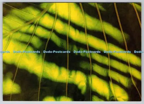 D301776 Green Leaf Boomerang Stuart Woodman