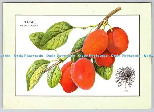 D304401 Plums Prunus domestica The Readers Digest Association 1977 Colin Emberso
