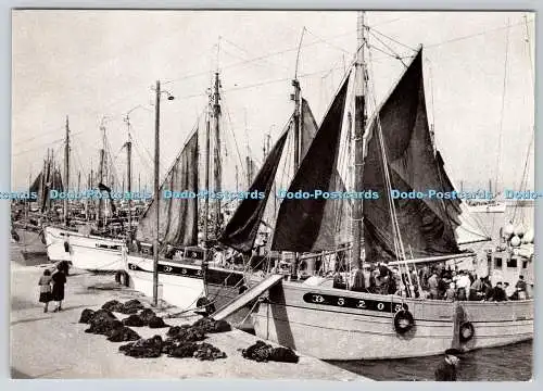 D310388 Douarnenez Le Port de Douarnenez Les Malamoks a Quai Art Jos de Doare