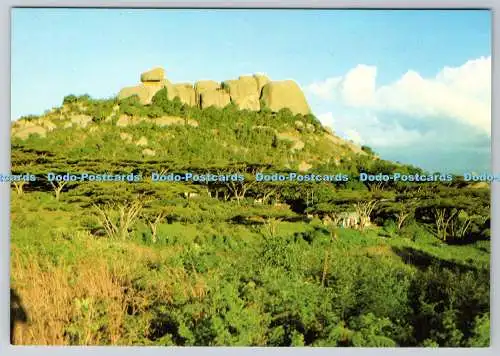 D310504 Simbabwe Nyanga Flat Top Akazie David Trickett Touristenförderung in Afrika