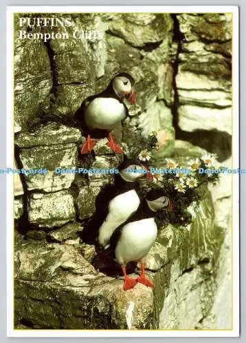D307890 Papageientaucher Bempton Cliffs Pillar House Verlag Leeds England