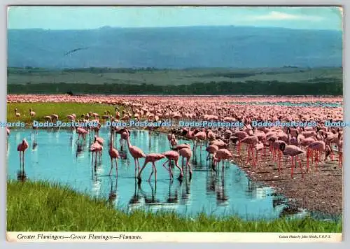 D310522 Greater Flamingoes Phoenicopterus ruber John Hinde F R P S Dublin Irelan