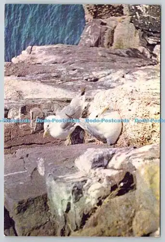 D307911 Kittiwake W C Wright DRG J Arthur Dixon A Dickinson Robinson Group