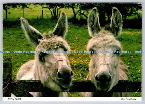 D301981 Two of a Kind John Hinde Ltd David Hastilow