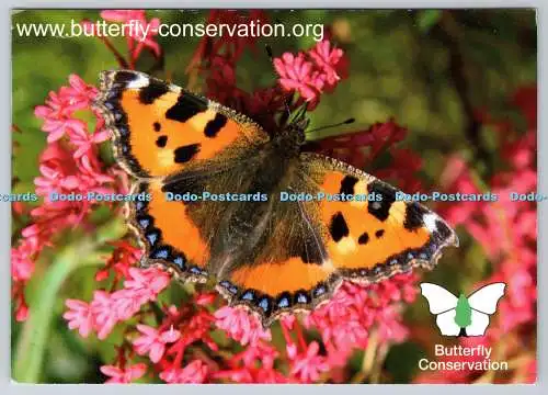 D310721 Butterfly Conservation Charity Small Tortoiseshell Keith Warmington Vint