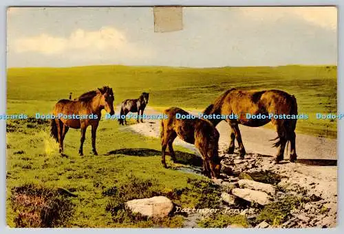 D308107 South West England Devon Dartmoor Ponys DMR 130 Friths Serie Reigate P