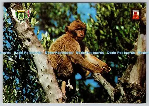 D308109 Gibraltar Rock Ape No 34 A GIB Rock Photographic Service Golden Shield N