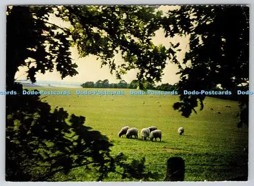 D302155 Schafe grasen auf Berkshire Downs Berkshire Federation of Women Institute