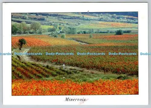 D308114 Vignoble du Minervois Mosaique de terrois et de cepages Cunillere Vincen