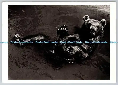D308116 France Paris Brown Bear Ylla 1948 Pryor Dodge 1984 Fotofolio New York Po