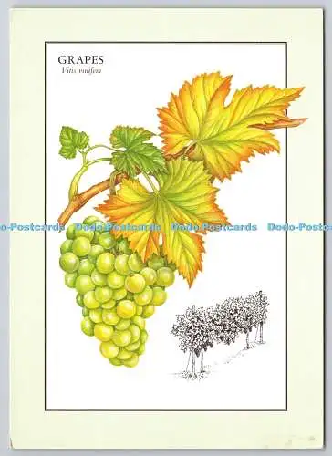 D304742 Trauben Vitis vinifera Leser Verdauung