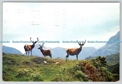 D310808 Rothirsch in den schottischen Highlands J Arthur Dixon Schottland Farbfoto