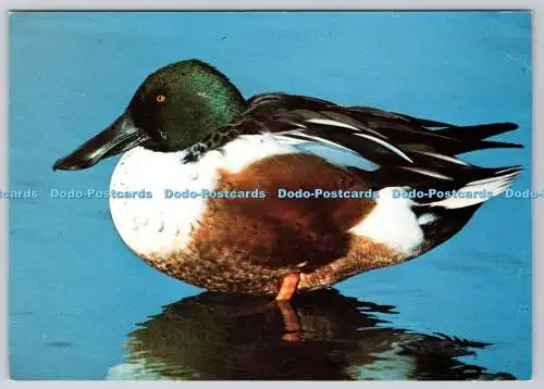 D310814 Wildfowl Trust Common Shoveler Drake Spachtel clypeata Philippa Scott J A