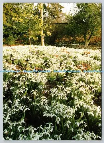 D304825 Schneeglöckchen bei Kingston Lacy Wimborne Dorset Michael J Allen Delphin-Druck