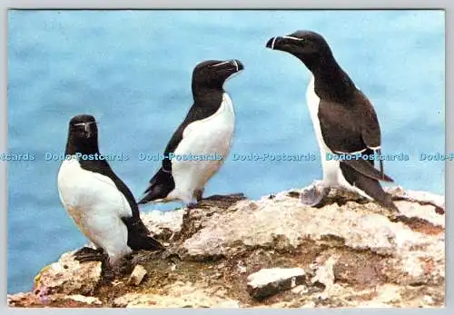 D310826 Razorbills Alca torda Bird Norman Duerden F R S A J Arthur Dixon Newport