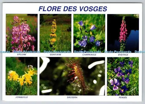 D308229 Flore des Vosges Couleurs et Lumiere de France N 88 D Art YVON Paris Fra