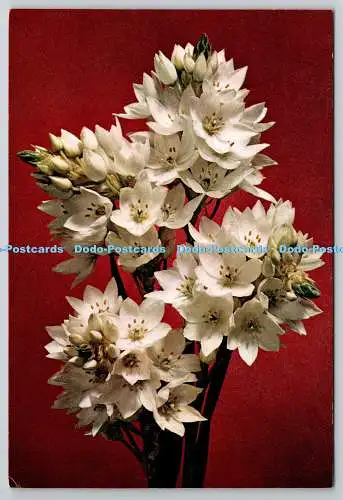 D304890 Chincherinchees J Arthur Dixon Newport England