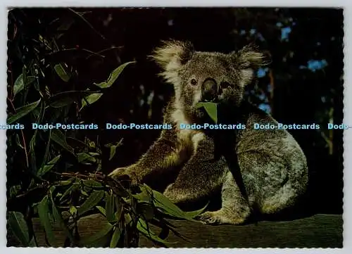 D310910 Koala frissende Kaugummiblätter J Rotar Sandscene International A11 1975 Postwagen