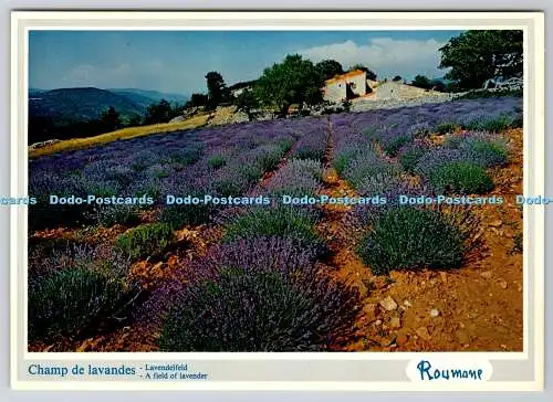 D308350 Ein Lavendelfeld Bilder de Provence Boumian St Remy de Provence Rouma