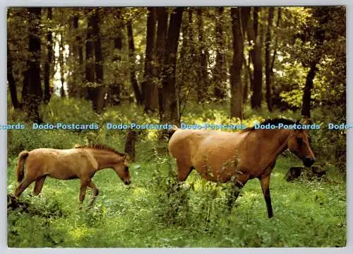 D311140 Dulmener Wildpferde Engadinpresse Reinhard