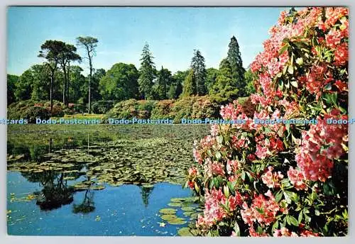 D311191 Rhododendren in Sheffield Park J Arthur Dixon Newport I W England