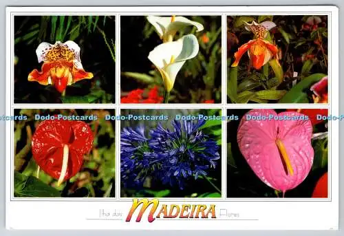 D311274 Madeira Flores Dima Marcial Fernandes Multi View