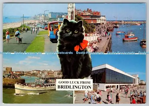 D308646 Viel Glück von Bridlington Black Katze Burlington Bertie Harbour MV Flambo