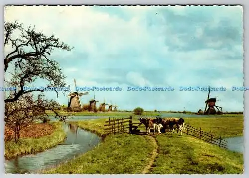 D302698 Holland Kinderdijk De Muinck and Co