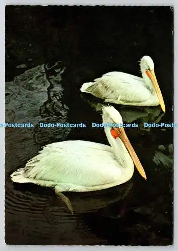 D305426 Dalmatiner Pelikan ISV Deutschland Postkarte