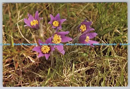 D311433 Pasque Flower Society zur Förderung von Naturschutzgebieten Glatzenmähnen