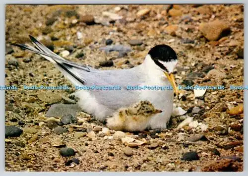 D311434 Kleinseeschwalbenverein zur Förderung der Naturschutzgebiete Rotkehlchen Kranich Fil