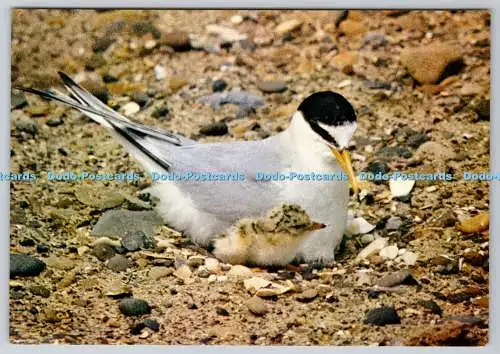 D311435 Kleinseeschwalbenverein zur Förderung der Naturschutzgebiete Rotkehlchen Kranich Fil
