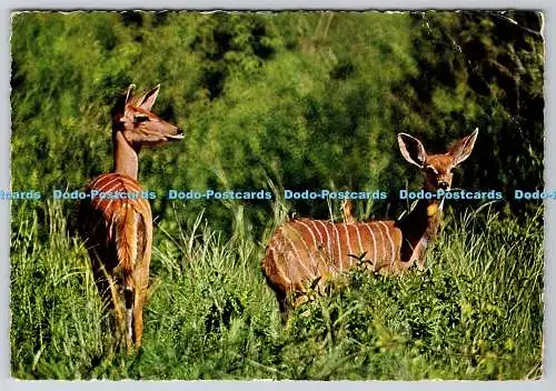 D308797 Ostafrika Afrikanische Tierwelt Kleine Kudu Antilope Afrika in Bildern Eli