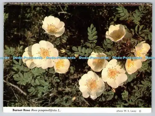 D311493 Burnet Rose Association Of Trusts For Nature Conservation in Wales W S L