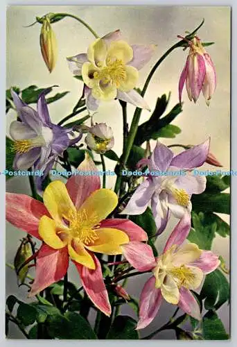 D305505 Columbine Aquilegia vulgaris Blumen J Arthur Dixon Newport Naturfarbe