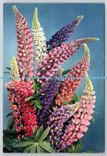 D305506 Russell Lupinenblüte Lupinus J Arthur Dixon Newport natürliche Farbe Pfosten