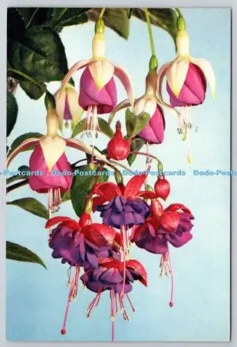 D305507 Fuchsia Hybrida Blume J Arthur Dixon Newport natürliche Farbe Postkarte