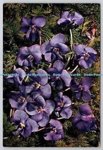 D305508 Violette Viola odorata Blume J Arthur Dixon Newport natürliche Farbe Post C
