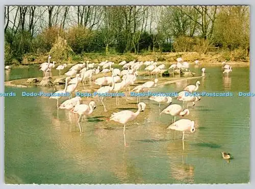 D308873 Slimbridge The Wildfowl Trust Flamingos Gloucestershire Federation of Wo