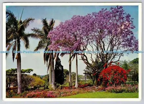 D302942 Prachtvolle Parkszene von Bougainvillea und Jacarandas in voller Blütekunst