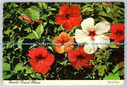D311536 Schöner tropischer Hibiskus für Sonne und Spaß Besuchen Sie die Bahamas Dexter Pre