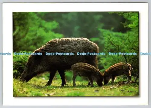 D302958 Sanglier et Marcassins Su Scrofa Suidae E F C