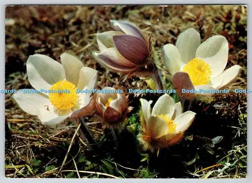 D303002 Anemone vernalis Fruhlingsanemone Pelzanemone Gyger Adelboden Schweiz