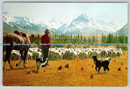 D311598 Neuseeland Canterbury Glentanner Station Mustering Sheep Mt Cook Backgr