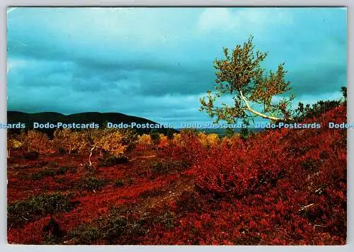 D311613 Finnisch Lappland Herbstfarben H Laamanen IM und EX