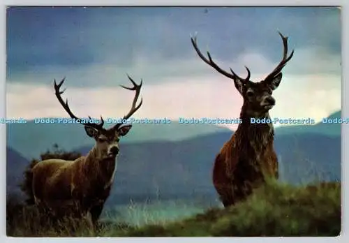 D308974 Inverness Shire Kingussie Kincraig Highland Wildlife Park Red Deer Stags