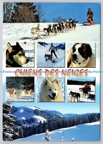 D305623 Chiens des Neiges Revalp Albertville J P Fecco 2011 Mehrfachansicht