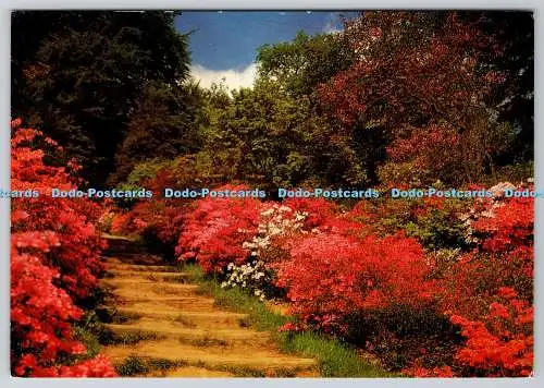 D311687 Arboretum Surrey Winkworth in der Nähe von Godalming Die Azaleen-Treppe Larkfield Pri